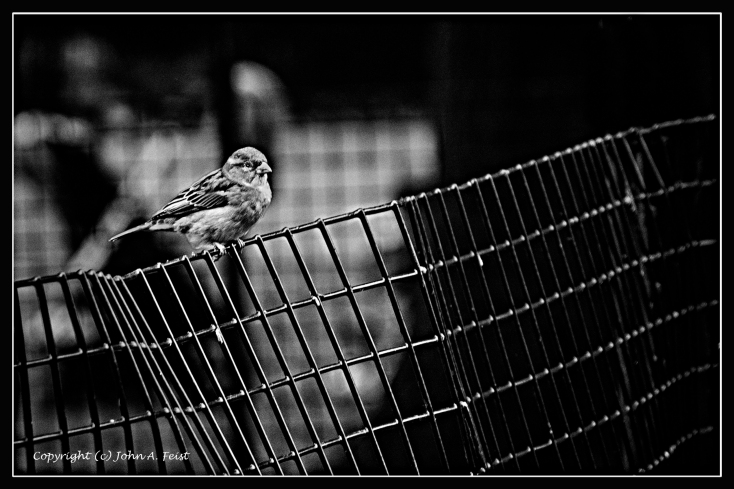 Bird on a Fence